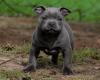 Puppies for sale Cyprus, Paphos Staffordshire Bull Terrier
