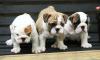 Puppies for sale France, Paris English Bulldog
