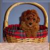 Puppies for sale Finland, Helsinki Toy-poodle