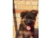 Puppies for sale Ukraine, Cherkasy German Shepherd Dog