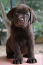 Puppies for sale France, Paris Labrador