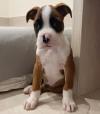 Puppies for sale Cyprus, Larnaca Jack Russell Terrier
