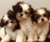 Puppies for sale Ireland, Dublin Shih Tzu