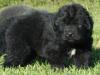 Puppies for sale Cyprus, Ayia Napa Newfoundland