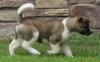 Puppies for sale Ireland, Tullamore Akita