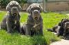Puppies for sale Czech Republic, Brno Neapolitan Mastiff