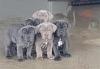 Puppies for sale Cyprus, Paphos Neapolitan Mastiff