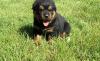 Puppies for sale Cyprus, Limassol, california Rottweiler