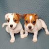 Puppies for sale Hungary, Debrecen Jack Russell Terrier