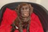 Puppies for sale Lithuania, Vilnius Cocker Spaniel