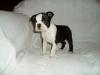 Puppies for sale Malta, Valletta Boston Terrier