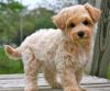 Puppies for sale Cyprus, Paphos , maltipoo