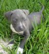 Puppies for sale Hungary, Budapest American Pit-Bull Terrier