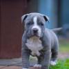 Puppies for sale Cyprus, Nicosia American Pit-Bull Terrier