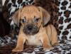 Puppies for sale Spain, Valencia , puggle