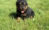 Puppies for sale Finland, Helsinki Rottweiler
