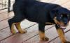 Puppies for sale Luxembourg, Luxembourg Rottweiler