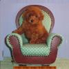 Puppies for sale Greece, Athens Toy-poodle