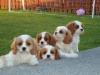 Puppies for sale Greece, Athens , cavachon