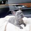 Puppies for sale Ireland, Dublin French Bulldog