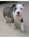 Puppies for sale Greece, Heraklion American Pit-Bull Terrier