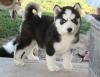Puppies for sale Germany, Munich Haski