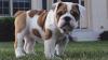Puppies for sale Greece, Patra English Bulldog