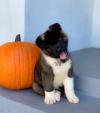 Puppies for sale Sweden, Stockholm Akita