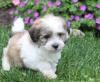 Puppies for sale Finland, Helsinki Havanese