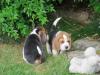 Puppies for sale France, Marseille Beagle