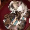 Puppies for sale Sweden, Sundsvall French Bulldog, French Bulldog