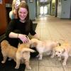 Puppies for sale Slovenia, Belgrade Golden Retriever