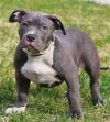 Puppies for sale Ireland, Cork American Pit-Bull Terrier