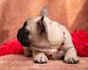 Puppies for sale Sweden, Goteborg French Bulldog, French Bulldog