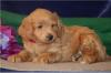 Puppies for sale Belgium, Antwerp , havapoo puppies