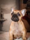 Puppies for sale Sweden, Stockholm French Bulldog, French Bulldog