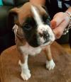 Puppies for sale Hungary, NyГ­regyhГЎza Boxer