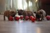 Puppies for sale Sweden, Esbjerg French Bulldog, French Bulldog