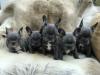 Puppies for sale Hungary, KecskemГ©t French Bulldog