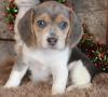 Puppies for sale Belgium, Brussels Beagle