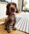 Puppies for sale Belgium, Brussels Cocker Spaniel