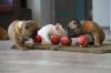 Puppies for sale Czech Republic, Jihlava French Bulldog, French Bulldog