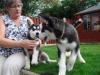 Puppies for sale Netherlands, Oldebroek Haski, Blue Eyes Siberian Husky Puppies