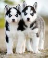 Puppies for sale Germany, Cologne Haski, Blue Eyes Siberian Husky Puppies