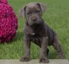Puppies for sale Belgium, Brussels Italian Corso Dog