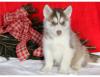 Puppies for sale Netherlands, Dordrecht Haski, Blue Eyes Siberian Husky Puppies