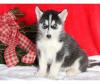 Puppies for sale Netherlands, Breda Haski, Blue Eyes Siberian Husky Puppies