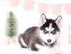 Puppies for sale Netherlands, Bergen aan Zee Haski, Blue Eyes Siberian Husky Puppies