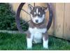 Puppies for sale Germany, Hannover Haski, Blue Eyes Siberian Husky Puppies