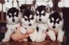 Puppies for sale Cyprus, Larnaca Haski, Blue Eyes Siberian Husky Puppies